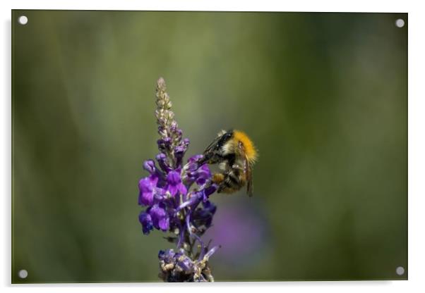 Bumblebee  Acrylic by Gabriella Dooey