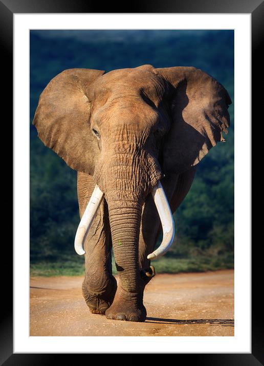 African Elephant Bull Framed Mounted Print by Johan Swanepoel