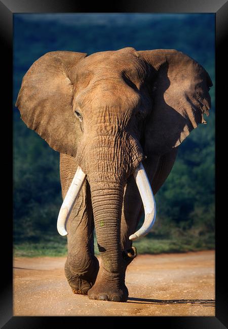 African Elephant Bull Framed Print by Johan Swanepoel