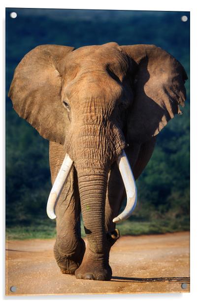 African Elephant Bull Acrylic by Johan Swanepoel