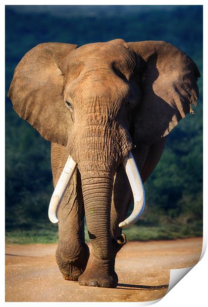 African Elephant Bull Print by Johan Swanepoel