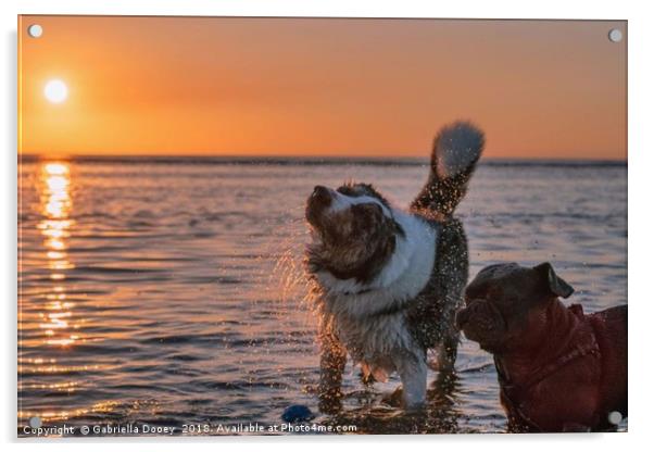 Sunset Pups Acrylic by Gabriella Dooey