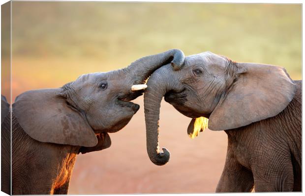 Elephants touching each other gently Canvas Print by Johan Swanepoel