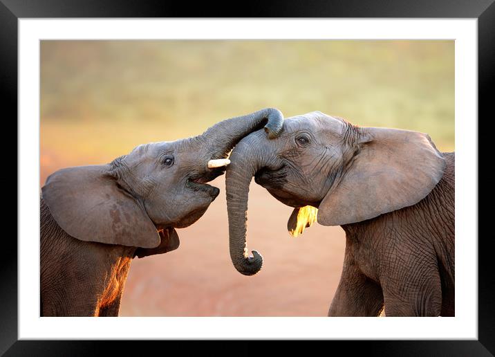 Elephants touching each other gently Framed Mounted Print by Johan Swanepoel