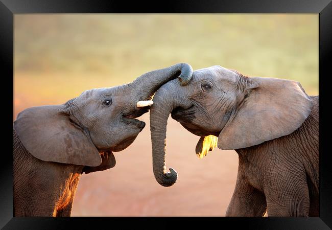 Elephants touching each other gently Framed Print by Johan Swanepoel