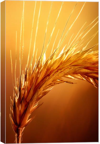 Wheat macro Canvas Print by Johan Swanepoel