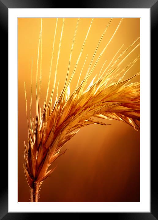 Wheat macro Framed Mounted Print by Johan Swanepoel