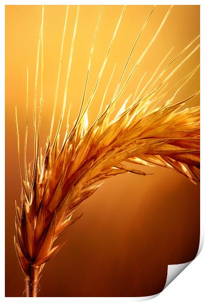 Wheat macro Print by Johan Swanepoel