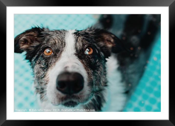 Who could say no to that face? Framed Mounted Print by Gabriella Dooey