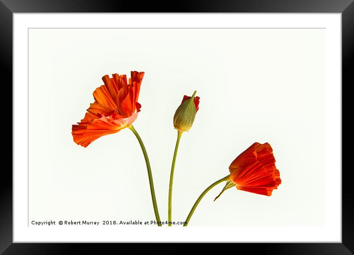 California Poppies Framed Mounted Print by Robert Murray