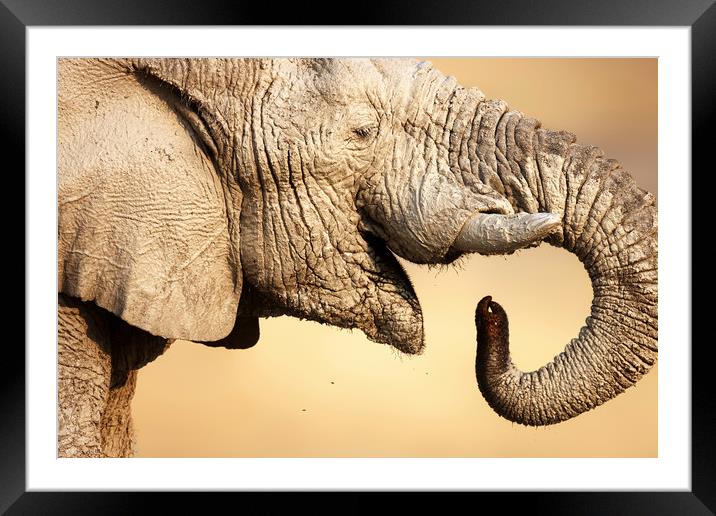 Muddy Elephant portrait Framed Mounted Print by Johan Swanepoel