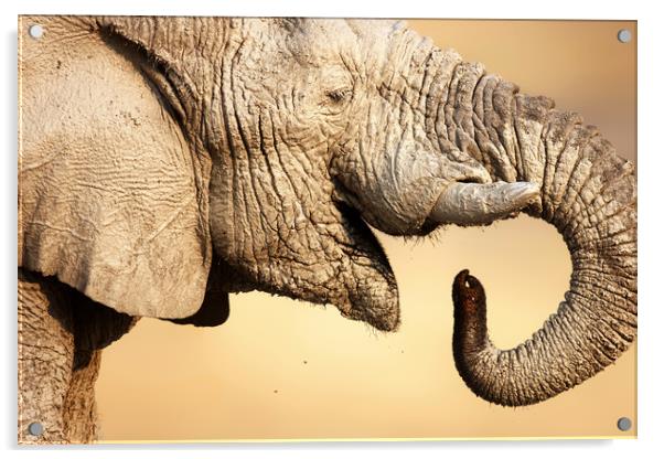 Muddy Elephant portrait Acrylic by Johan Swanepoel