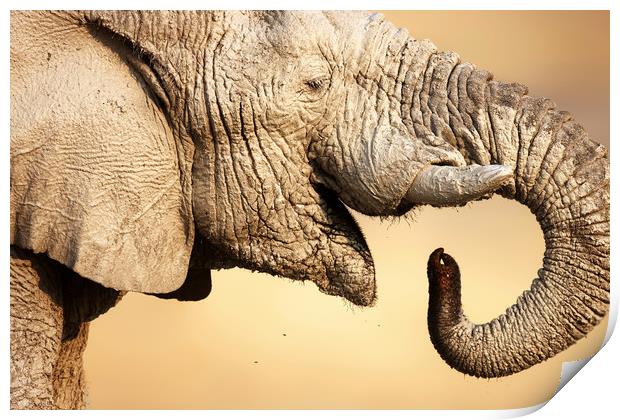 Muddy Elephant portrait Print by Johan Swanepoel