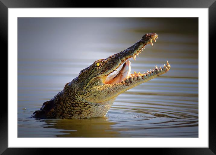 Nile crocodile swollowing a fish Framed Mounted Print by Johan Swanepoel