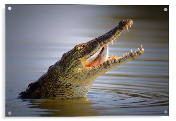 Nile crocodile swollowing a fish Acrylic by Johan Swanepoel