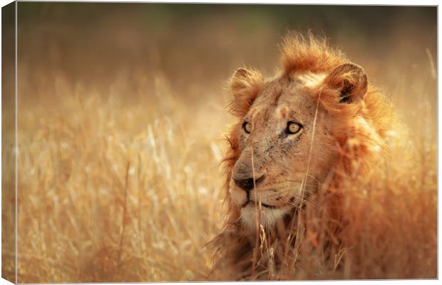 African Lion in grassland Canvas Print by Johan Swanepoel