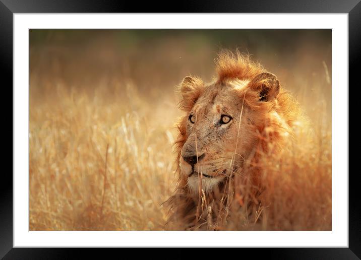 African Lion in grassland Framed Mounted Print by Johan Swanepoel