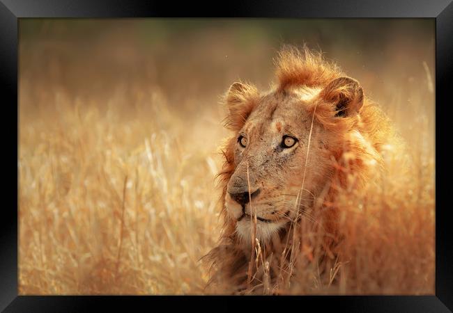 African Lion in grassland Framed Print by Johan Swanepoel