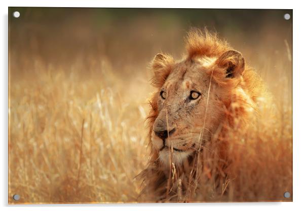 African Lion in grassland Acrylic by Johan Swanepoel