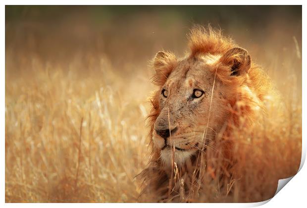 African Lion in grassland Print by Johan Swanepoel