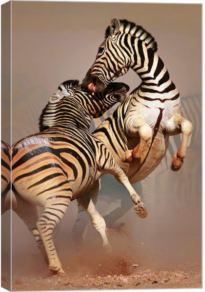 Zebras fighting Canvas Print by Johan Swanepoel