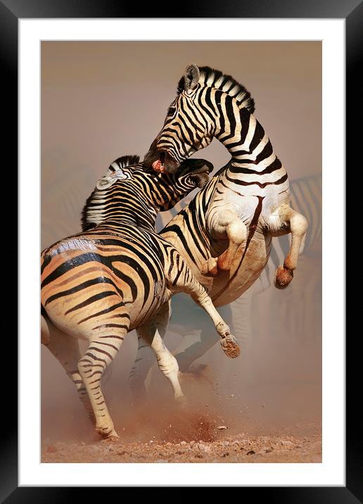 Zebras fighting Framed Mounted Print by Johan Swanepoel