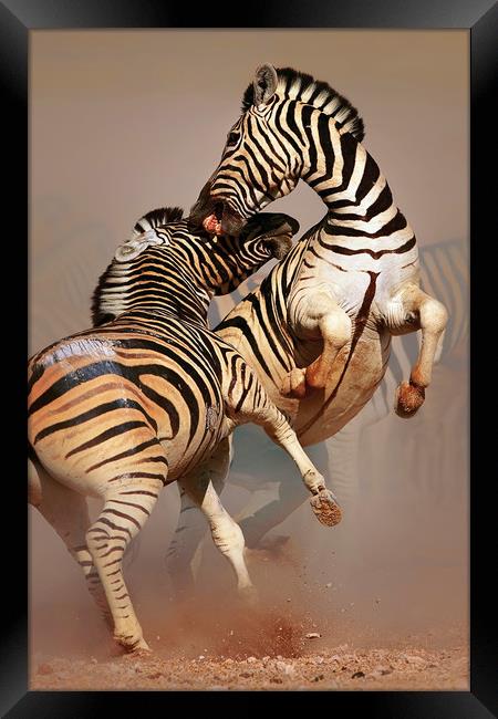 Zebras fighting Framed Print by Johan Swanepoel