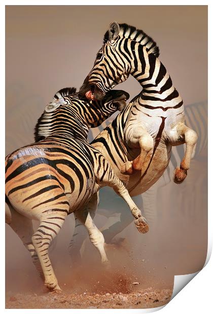 Zebras fighting Print by Johan Swanepoel