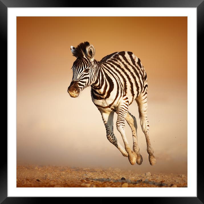 Zebra calf running Framed Mounted Print by Johan Swanepoel