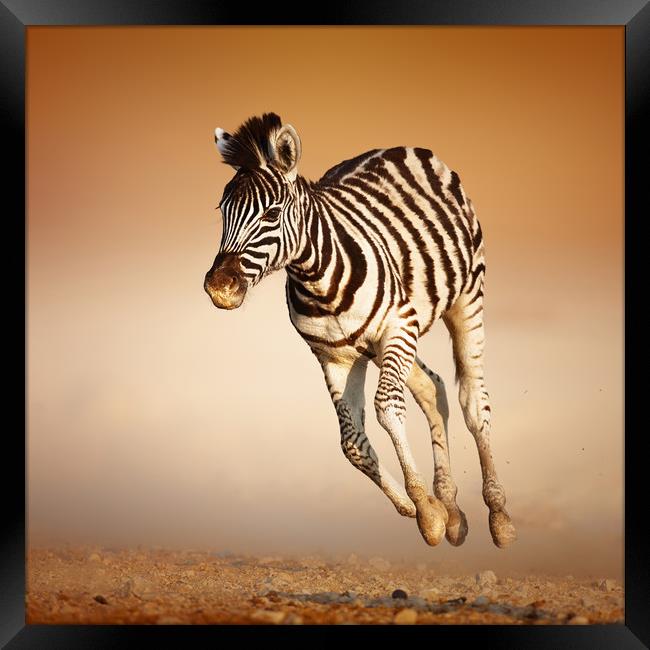 Zebra calf running Framed Print by Johan Swanepoel