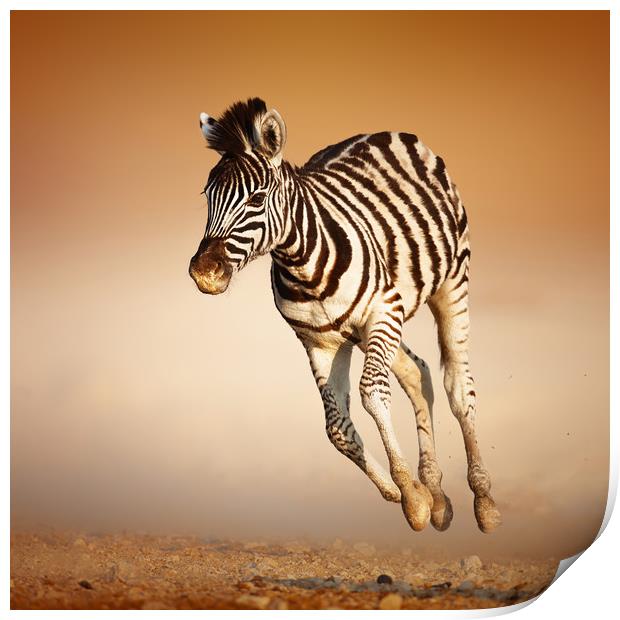 Zebra calf running Print by Johan Swanepoel