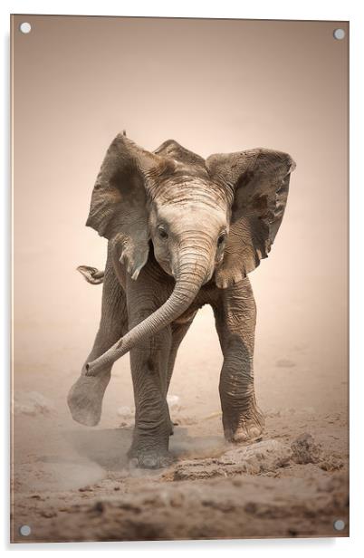 Elephant Calf mock charging Acrylic by Johan Swanepoel