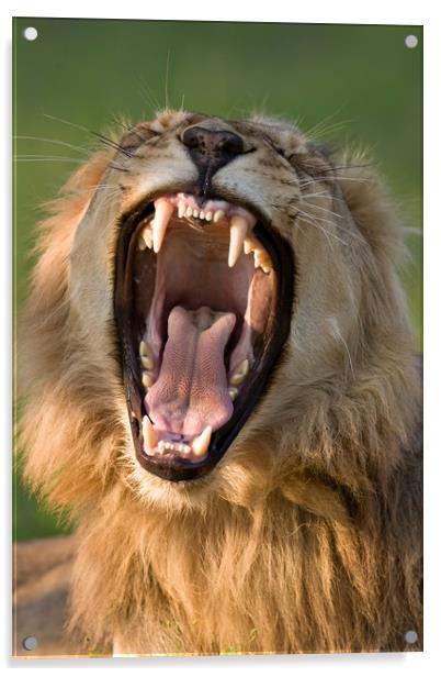 Lion displaying teeth Acrylic by Johan Swanepoel
