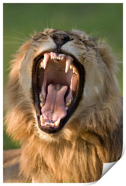 Lion displaying teeth Print by Johan Swanepoel