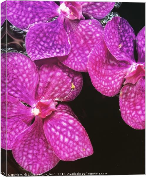 Pink Orchids Canvas Print by  