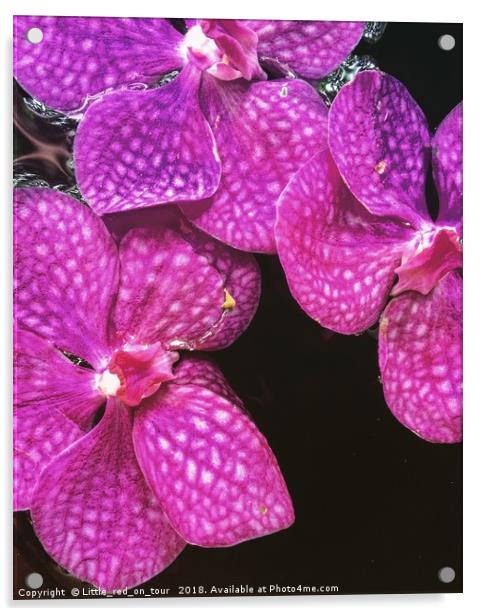 Pink Orchids Acrylic by  