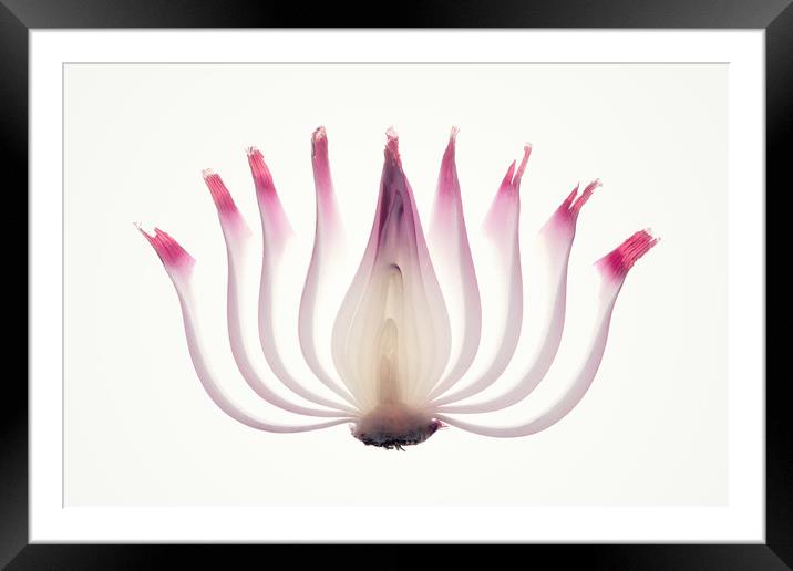 Red Onion Translucent peeled layers Framed Mounted Print by Johan Swanepoel