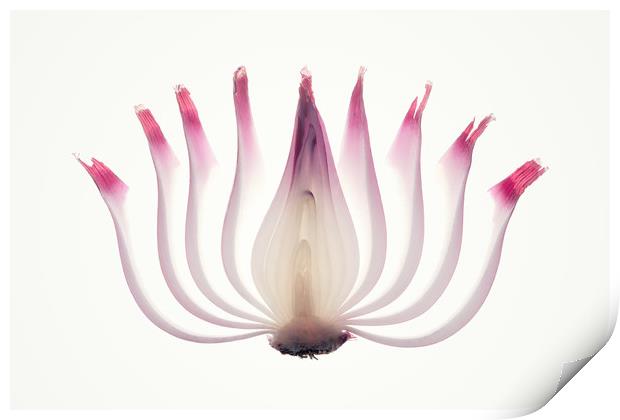 Red Onion Translucent peeled layers Print by Johan Swanepoel
