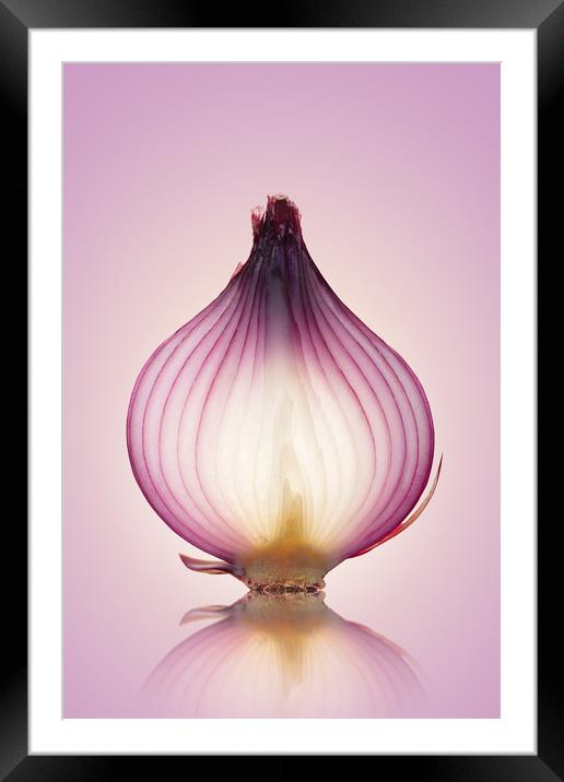 Red Onion Translucent Framed Mounted Print by Johan Swanepoel