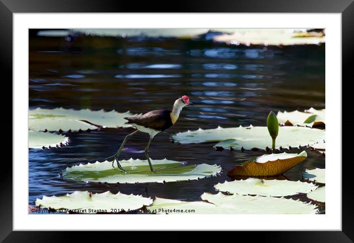 Comb-crested Jacana  Framed Mounted Print by Margaret Stanton
