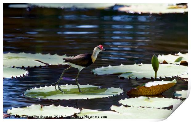 Comb-crested Jacana  Print by Margaret Stanton