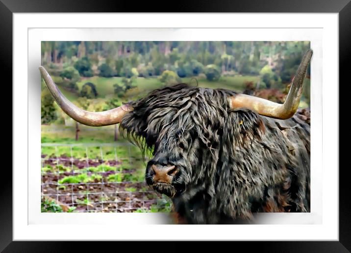 The Heelan Coo Framed Mounted Print by JC studios LRPS ARPS