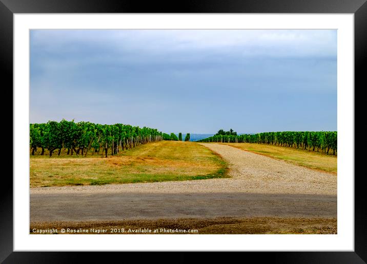 St Emilion vineyard landscape Framed Mounted Print by Rosaline Napier