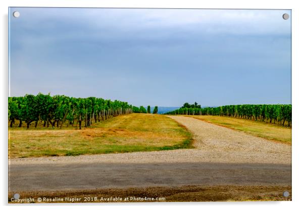 St Emilion vineyard landscape Acrylic by Rosaline Napier