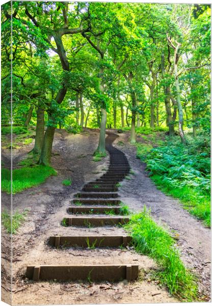 Steps into the woods Canvas Print by Rosaline Napier