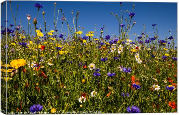 Summer wildflowers against blue sky Canvas Print by Rosaline Napier