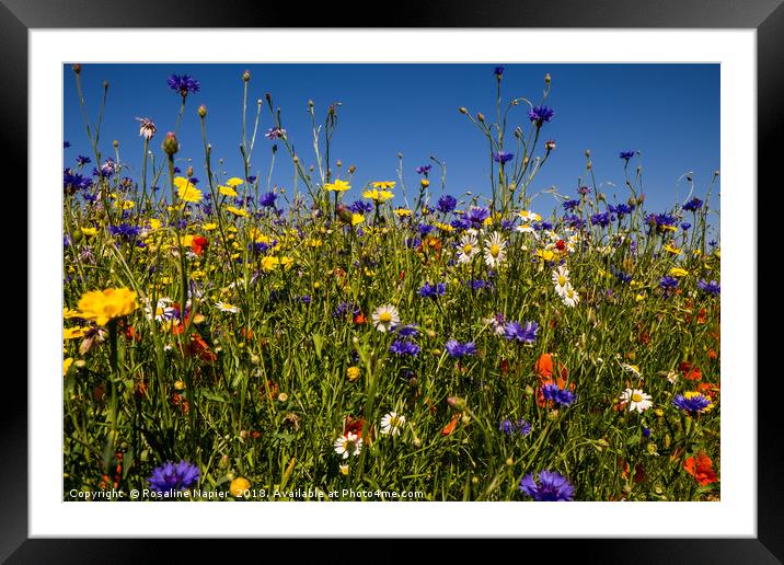 Summer wildflowers against blue sky Framed Mounted Print by Rosaline Napier