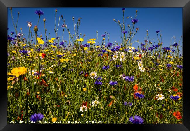Summer wildflowers against blue sky Framed Print by Rosaline Napier