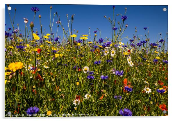 Summer wildflowers against blue sky Acrylic by Rosaline Napier