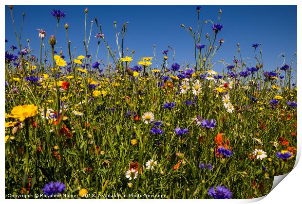 Summer wildflowers against blue sky Print by Rosaline Napier